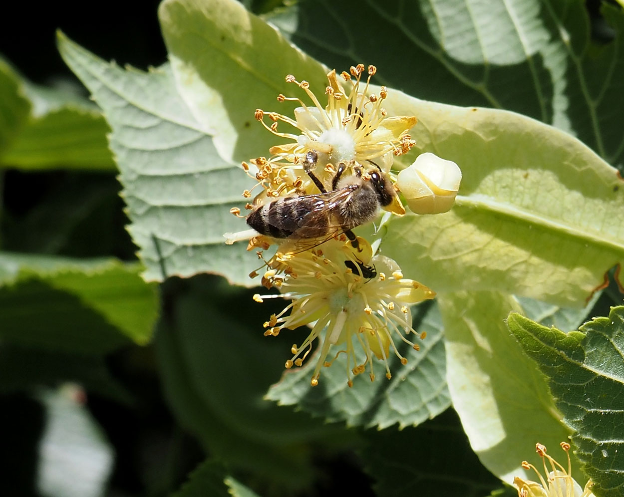 Tady sbírá nektar z květů lípy dělnice poddruhu včela medonosná kraňská (Apis mellifera carnica), je to poddruh včely medonosné. V České republice se jedná o nejrozšířenější poddruh včely.